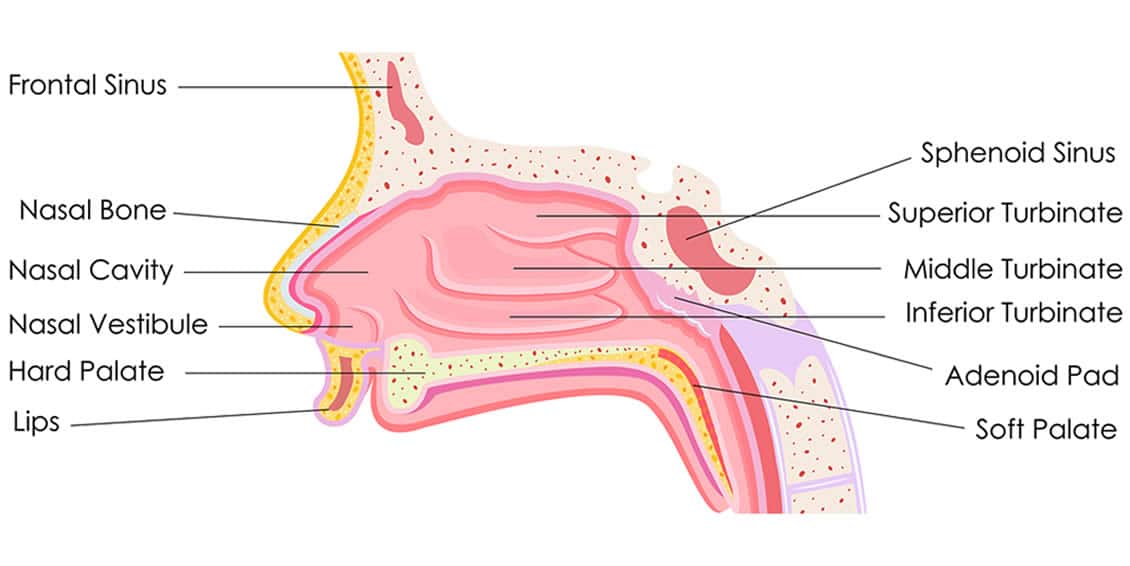 An illustration showing the inside of the nose with text and lines pointing to each part of the anatomy 